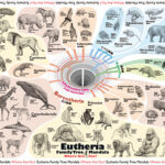 人間はどうしてカテゴライズが好きなのか？